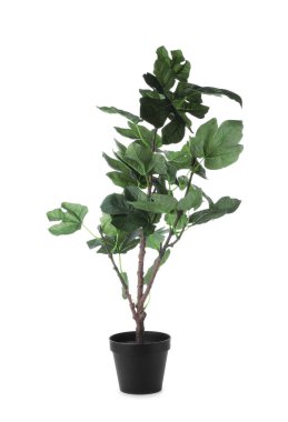 Çiçek saksısındaki güzel yapay bitki beyaza izole edilmiş.