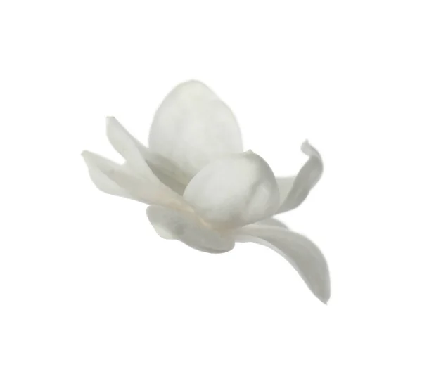 Красива Свіжа Квітка Бузку Ізольована Білому — стокове фото