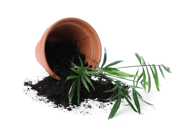 Fallen Terracotta Pot Scattered Soil Green Flower Isolated White — Stock Photo, Image