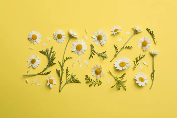 Composición Plana Con Manzanillas Frescas Sobre Fondo Amarillo — Foto de Stock