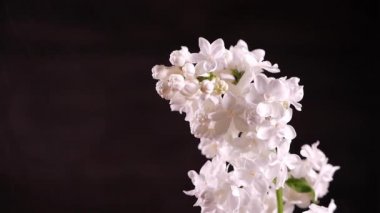 Leylak yağmur, çiçekler