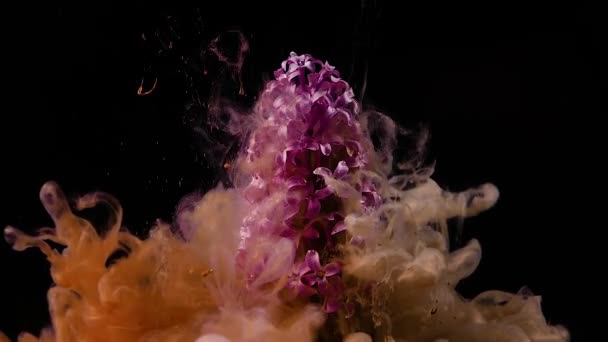 Tinta Color Flor Agua Sobre Fondo Negro — Vídeos de Stock