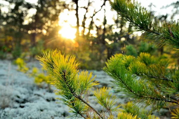 pine branch, sun rays, evening sun, forest trees, bluer, summer