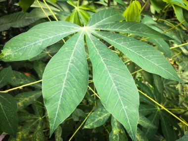 Manyok yakın mesafeden ayrılıyor