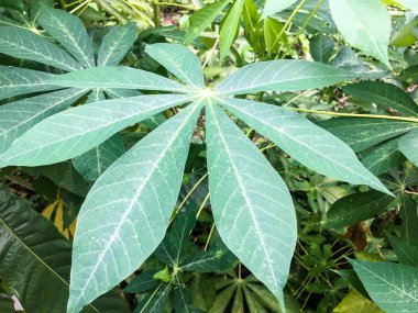 Manyok yakın mesafeden ayrılıyor