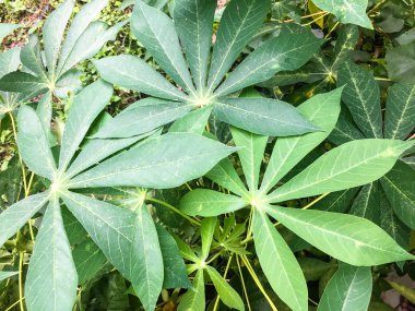 Manyok yakın mesafeden ayrılıyor