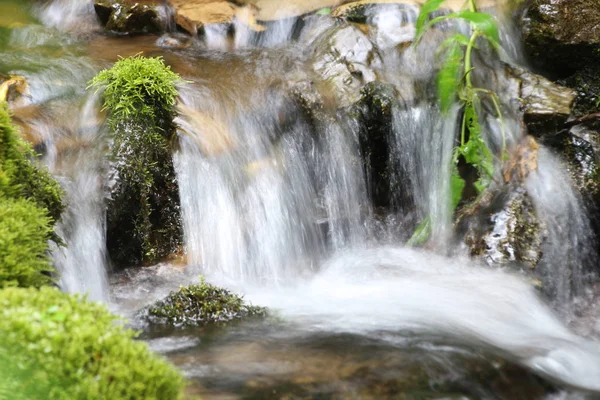 Small Waterfall Stream Summer Forest Close Clean Water Green Plants — Stock Photo, Image