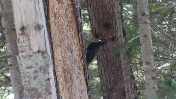 Black woodpecker with red riding hood breaks the bark from the trunk of a tree in search of insects. Green forest. Sakhalin, Russia. — Stock Footage Black Woodpecker Red Riding Hood Breaks Bark Trunk Tree Search Royalty Free Stock Video