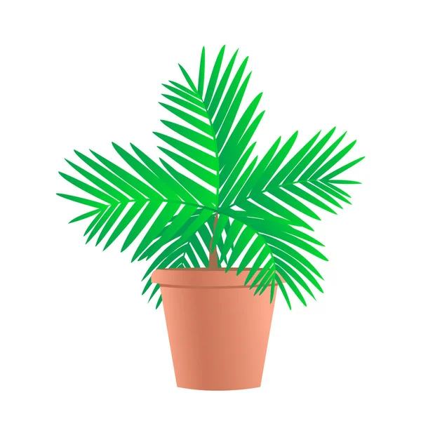 Areca palm tree in a pot. — Stock Vector