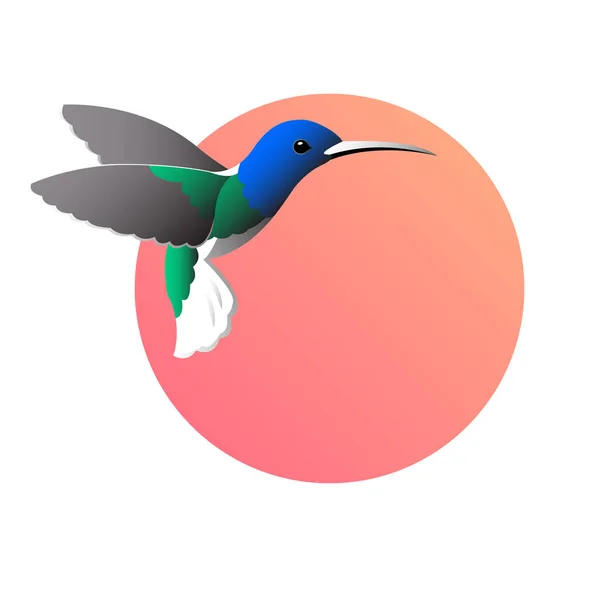 Ένα πολύχρωμο σχέδιο ενός colibri πουλί σε ένα στρογγυλό κόκκινο φόντο. — Διανυσματικό Αρχείο