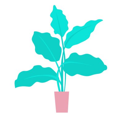 Bir çömlekte ofis bitkisi.