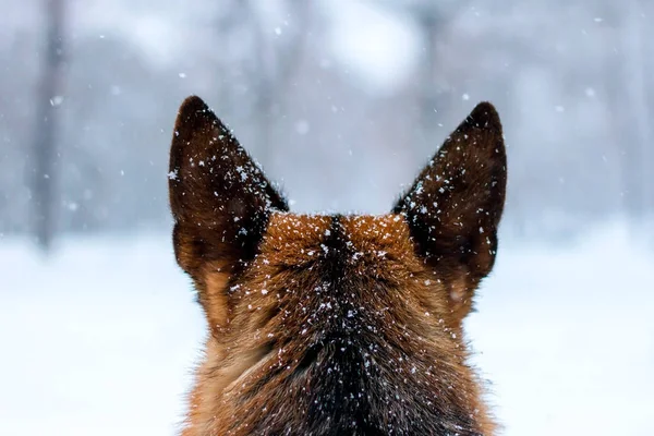 german sherherd dog ears