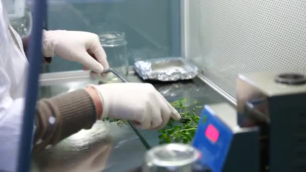 Laboratorio Plantas Mujer Laboratorio Examina Frascos Con Plantas Genéticamente Modificadas — Vídeo de stock