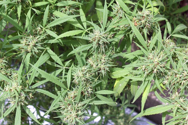 Cannabis Plants Ready Pick Flowers — Stock Photo, Image