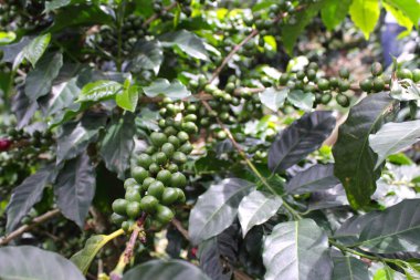 Kahve ağacı, kiraz dalı.