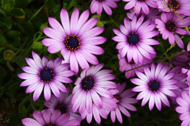 Bir Gerbera çiçek tarlası.