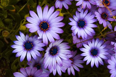 Bir Gerbera çiçek tarlası.