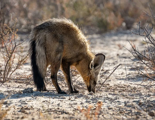 Volpe dalle orecchie di pipistrello — Foto Stock