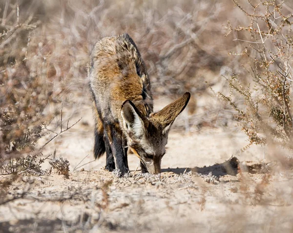 Volpe dalle orecchie di pipistrello — Foto Stock