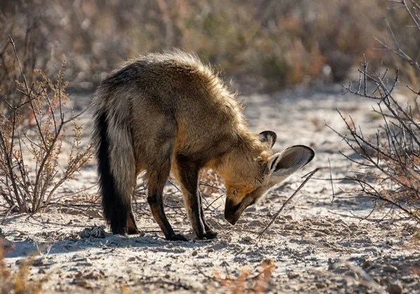 Bat-eared Fox