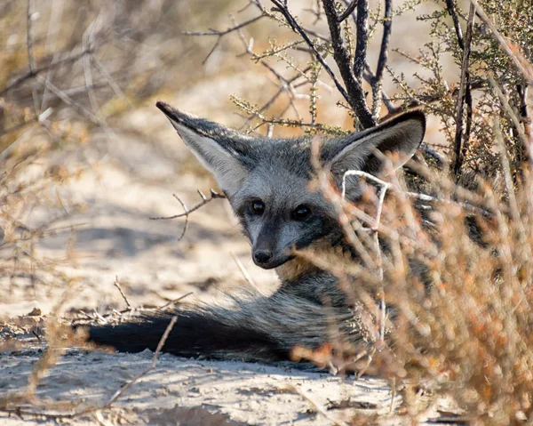 Νυχτερίδα-eared αλεπού — Φωτογραφία Αρχείου