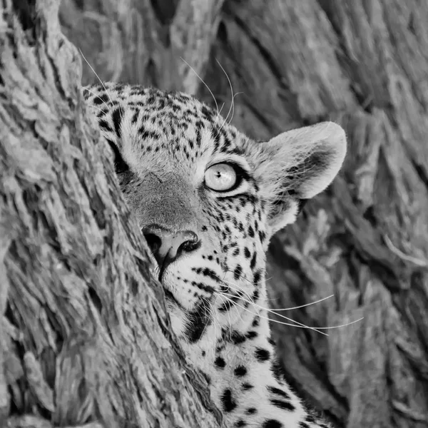 Женщина-леопард — стоковое фото