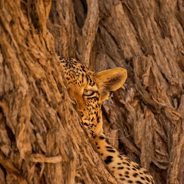 Leopardenweibchen — Stockfoto