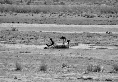 Şarbon Hipopotamları Öldürdü