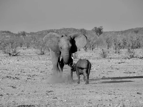 Elefante y búfalo — Foto de Stock