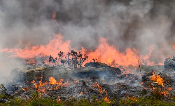 Fynbos Wildfire — Foto de Stock