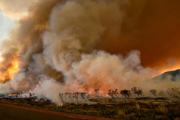 Fynbos Wildfire —  Fotos de Stock