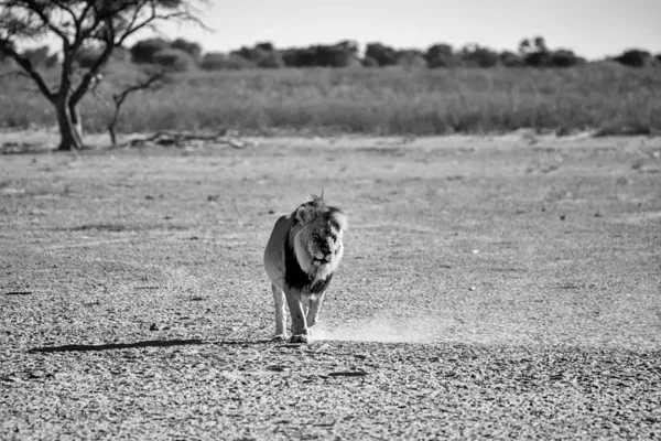 喀拉哈里沙漠的狮子 — 图库照片