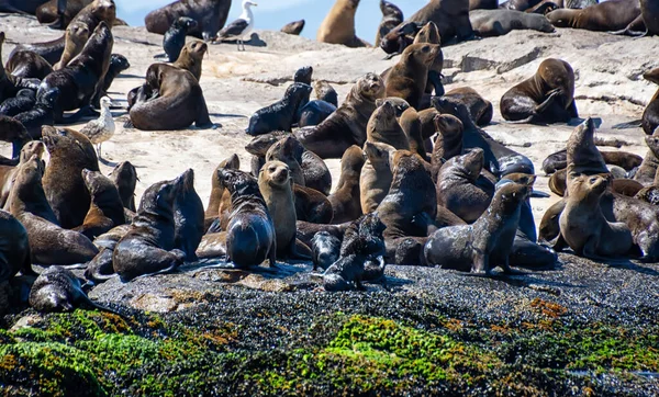 Cape Fur Seals