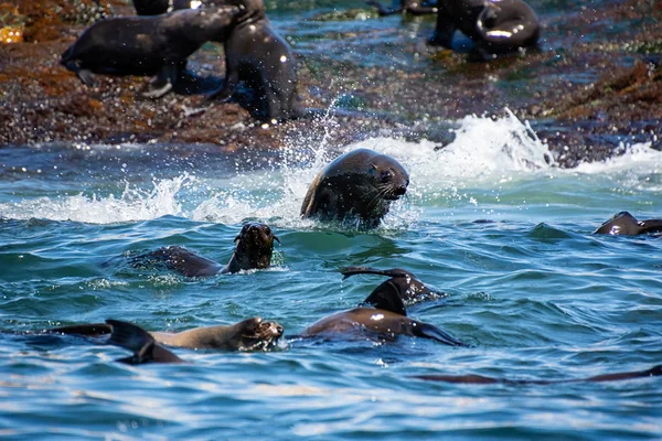 Cape Fur Seals — Stock Photo, Image