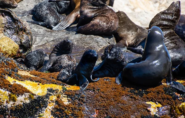 Kaap bont zeehonden — Stockfoto