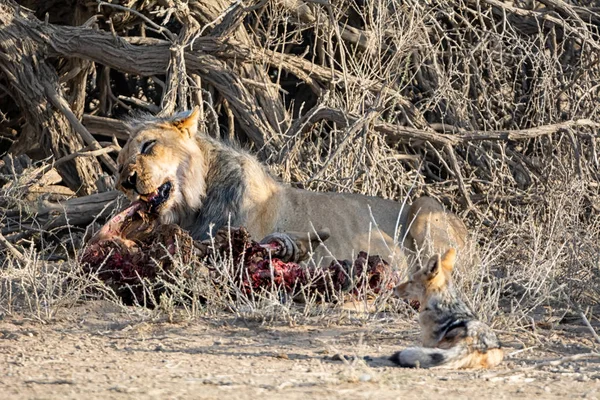 Лев з вбити — стокове фото