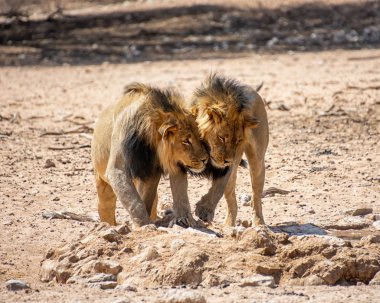 Güney Afrika 'daki Kalahari bozkırında bir çift siyah mantolu aslan kardeş.