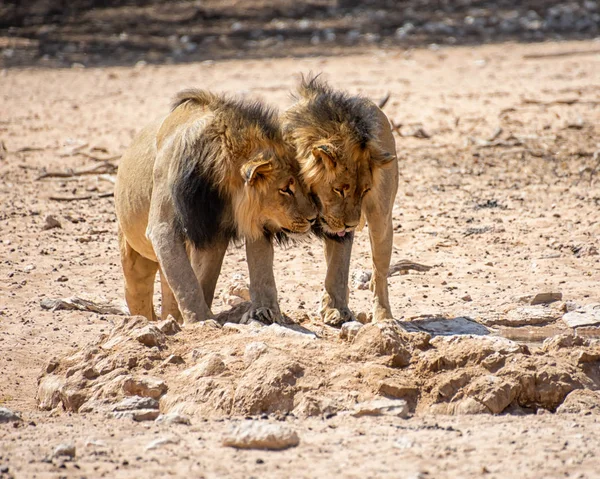 Güney Afrika Daki Kalahari Bozkırında Bir Çift Siyah Mantolu Aslan — Stok fotoğraf