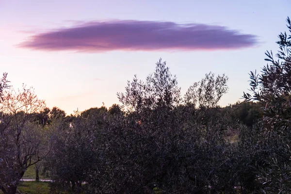 Almendros Parque Quinta Los Molinos Durante Puesta Del Sol Madrid — Foto de Stock