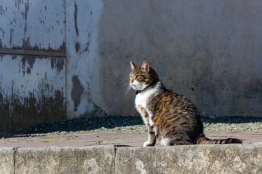 Ainhoa 'nın Bask Köyü' nün (Bask Ülkesi, Fransa)
