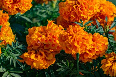 Asteraceae ailesinden bir sürü sarı-kırmızı küçük çiçek. Alçak çalılıklarda, çiçek tarlalarında ve bahçelerde yetişiyorlar.