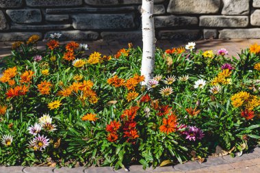Asteraceae ailesinden bir sürü sarı-kırmızı küçük çiçek. Alçak çalılıklarda, çiçek tarlalarında ve bahçelerde yetişiyorlar.