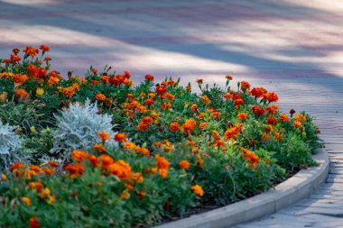 Asteraceae ailesinden bir sürü sarı-kırmızı küçük çiçek. Alçak çalılıklarda, çiçek tarlalarında ve bahçelerde yetişiyorlar.