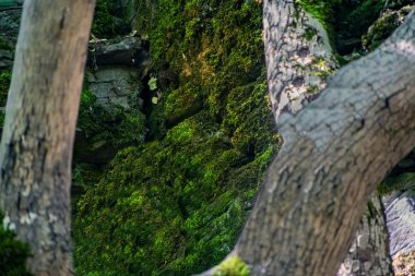 Zaitsev, Krasnosulinsky bölgesindeki Rostov bölgesinde kayalar, bitki örtüsü arasında yeşil ve nemli yosun büyüklüğünde taş doğal yapılar, yürümek için alışılmadık türler..