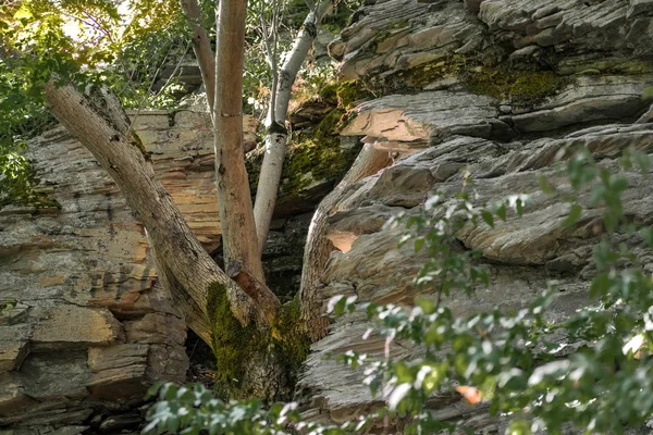 Zaitsev, Krasnosulinsky bölgesindeki Rostov bölgesinde kayalar, bitki örtüsü arasında yeşil ve nemli yosun büyüklüğünde taş doğal yapılar, yürümek için alışılmadık türler..