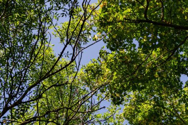 Zaitsev, Krasnosulinsky bölgesindeki Rostov bölgesinde kayalar, bitki örtüsü arasında yeşil ve nemli yosun büyüklüğünde taş doğal yapılar, yürümek için alışılmadık türler..