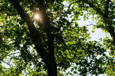 Zaitsev, Krasnosulinsky bölgesindeki Rostov bölgesinde kayalar, bitki örtüsü arasında yeşil ve nemli yosun büyüklüğünde taş doğal yapılar, yürümek için alışılmadık türler..