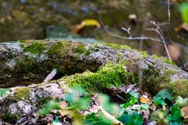 Zaitsev, Krasnosulinsky bölgesindeki Rostov bölgesinde kayalar, bitki örtüsü arasında yeşil ve nemli yosun büyüklüğünde taş doğal yapılar, yürümek için alışılmadık türler..