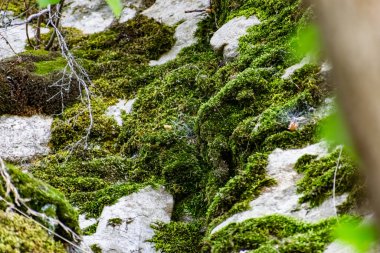 Zaitsev, Krasnosulinsky bölgesindeki Rostov bölgesinde kayalar, bitki örtüsü arasında yeşil ve nemli yosun büyüklüğünde taş doğal yapılar, yürümek için alışılmadık türler..