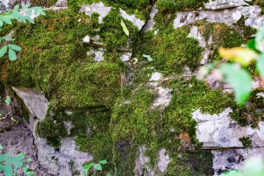 Zaitsev, Krasnosulinsky bölgesindeki Rostov bölgesinde kayalar, bitki örtüsü arasında yeşil ve nemli yosun büyüklüğünde taş doğal yapılar, yürümek için alışılmadık türler..